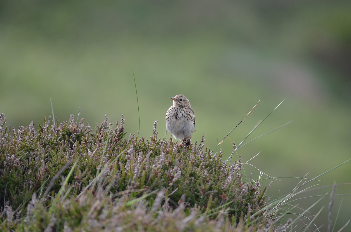 Meadow Pipit - Casey Manera