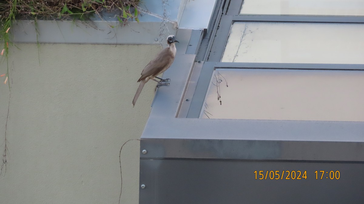Helmeted Friarbird (Hornbill) - ML619071791