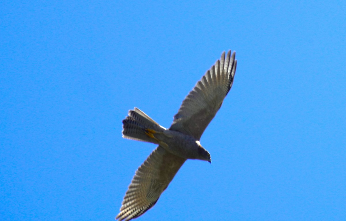 Collared Sparrowhawk - ML619071853