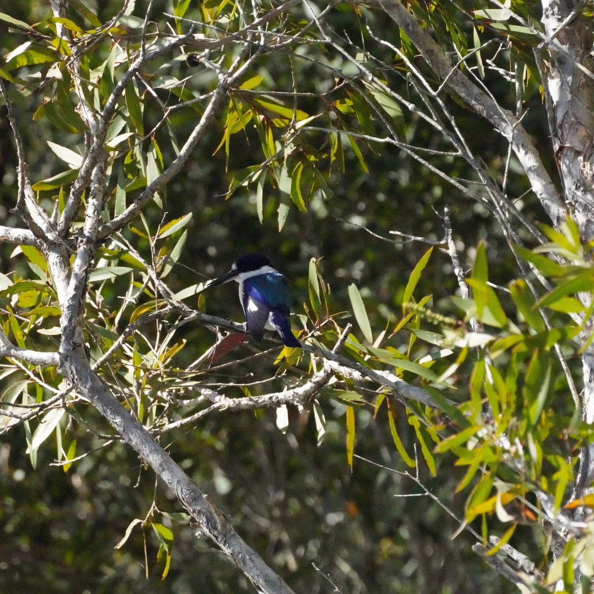 Forest Kingfisher - ML619071872