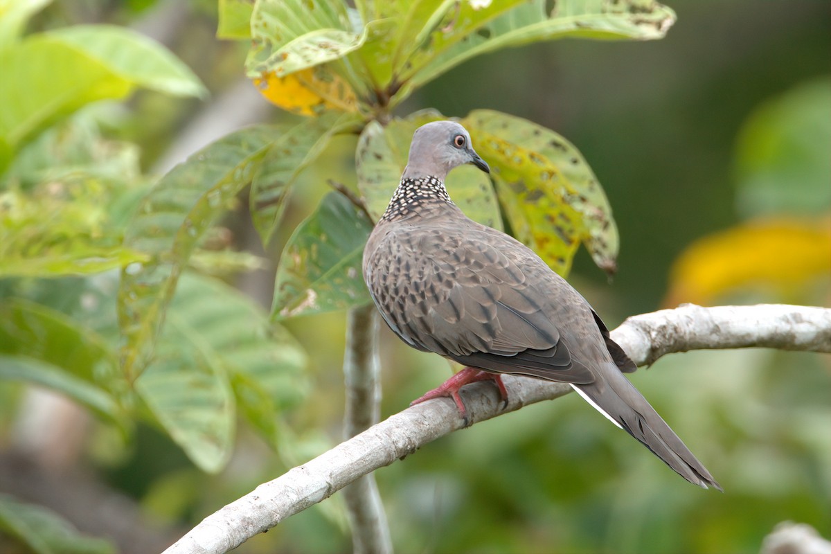Spotted Dove - Pipope Panitchpakdi