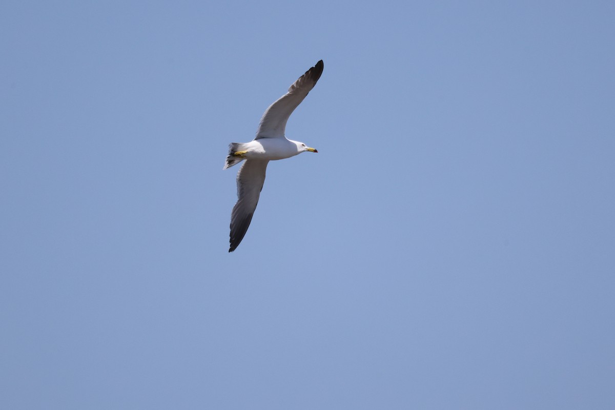 Black-tailed Gull - Akinori Miura
