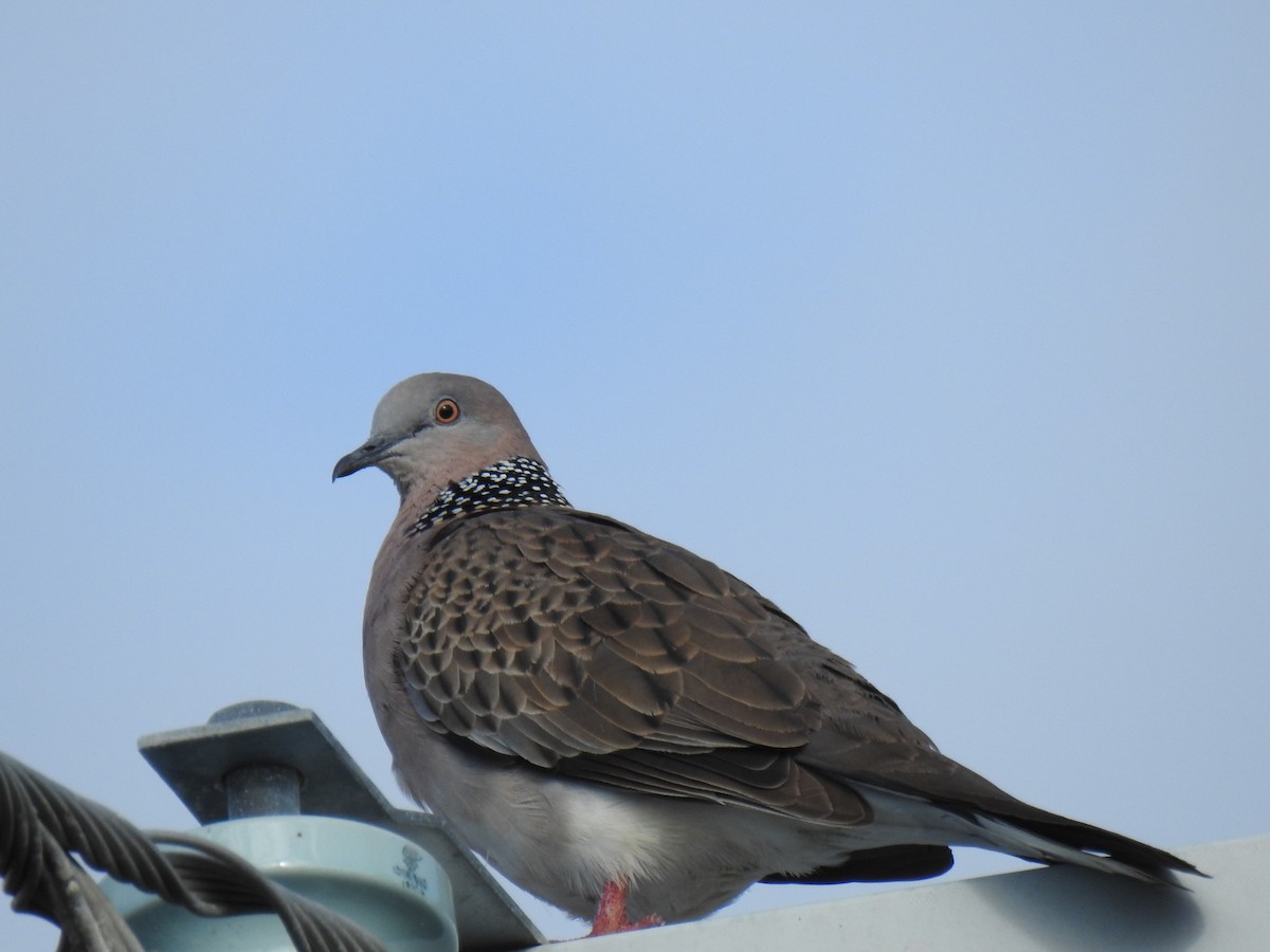 Spotted Dove - ML619071926