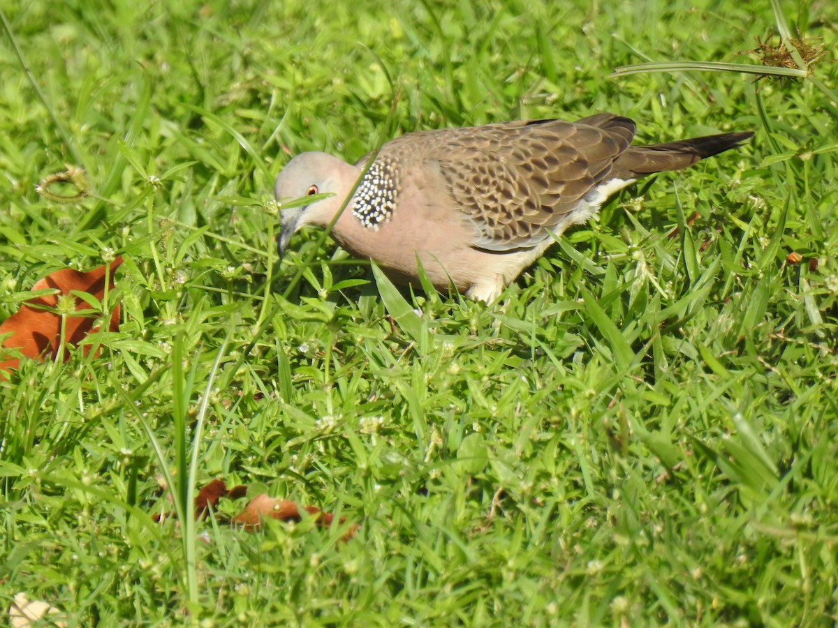 Spotted Dove - ML619071927