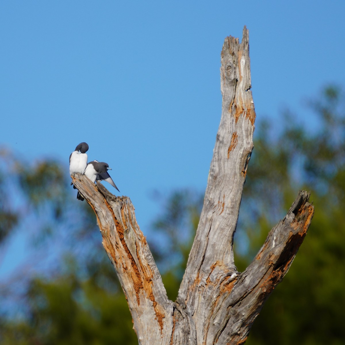 White-breasted Woodswallow - ML619071946