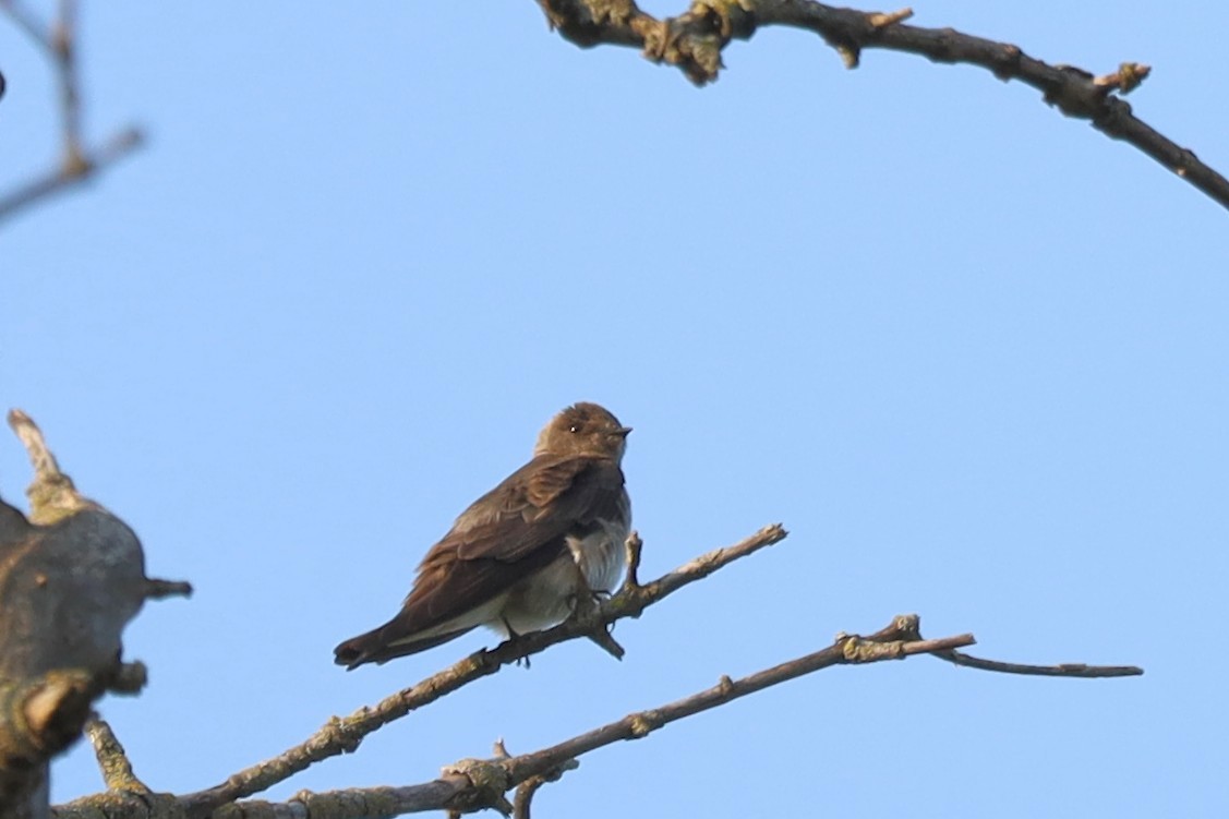 Northern Rough-winged Swallow - Nolan Kerr