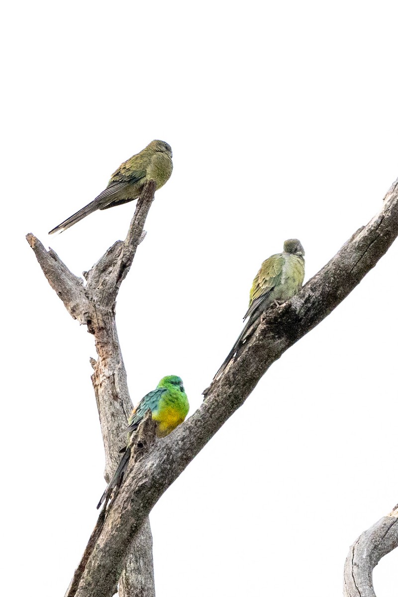 Red-rumped Parrot - ML619072075