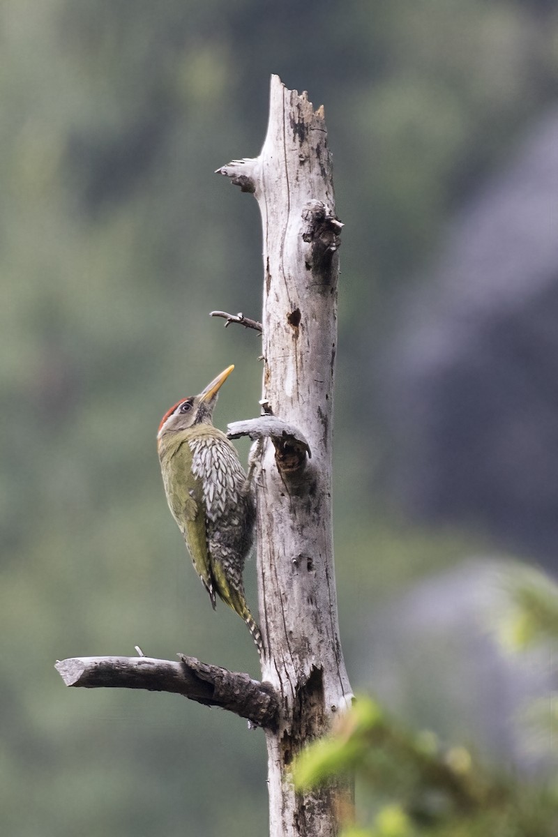 Scaly-bellied Woodpecker - ML619072094