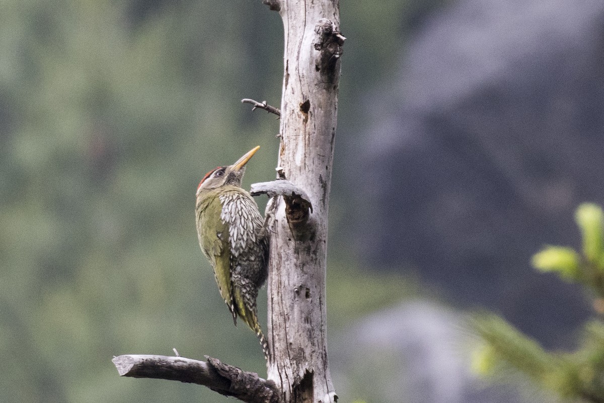 Scaly-bellied Woodpecker - ML619072098