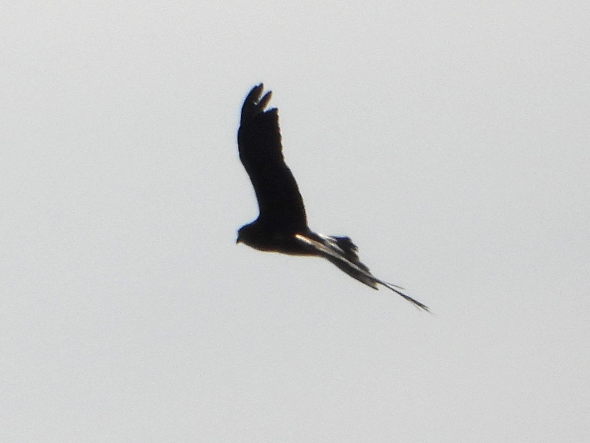 Black Kite (Black) - ML619072112