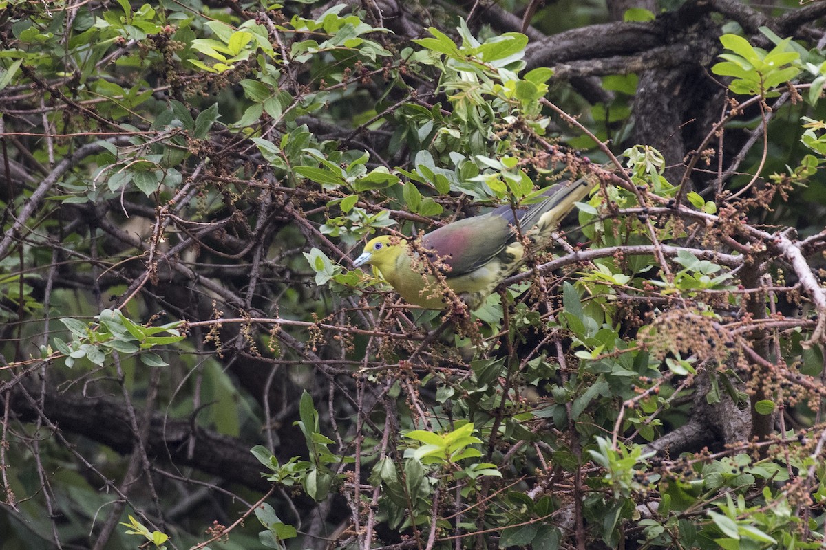 Клинохвостый зелёный голубь - ML619072117