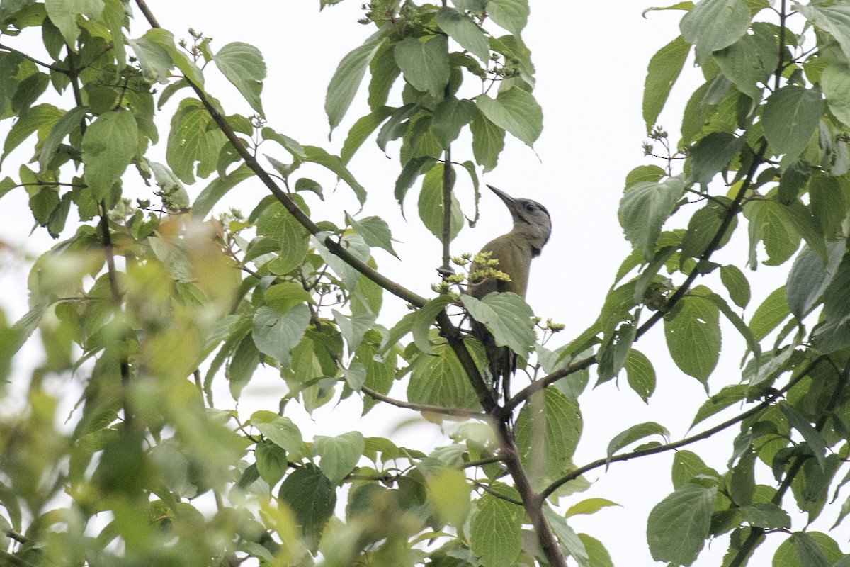 Gray-headed Woodpecker - ML619072129