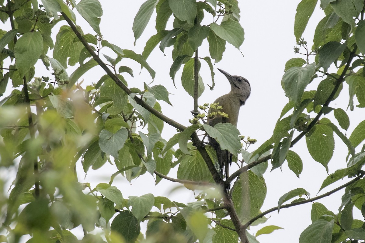 Gray-headed Woodpecker - ML619072130