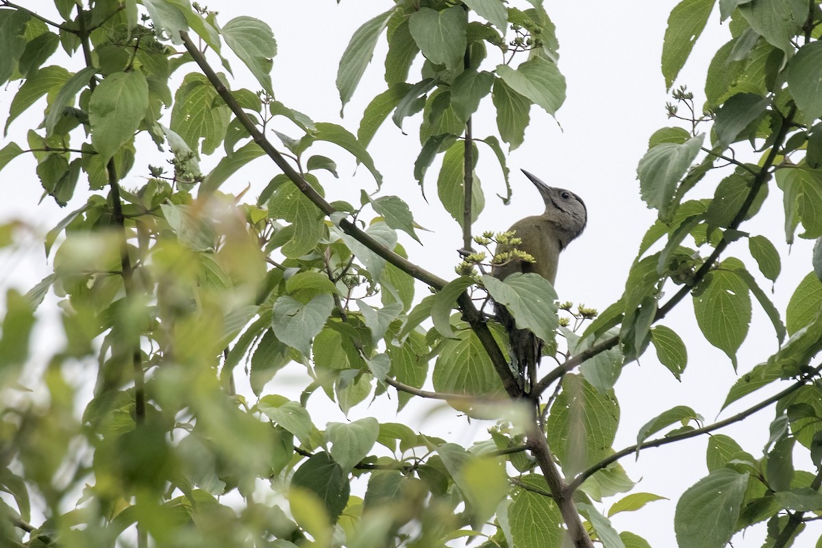 Gray-headed Woodpecker - ML619072131