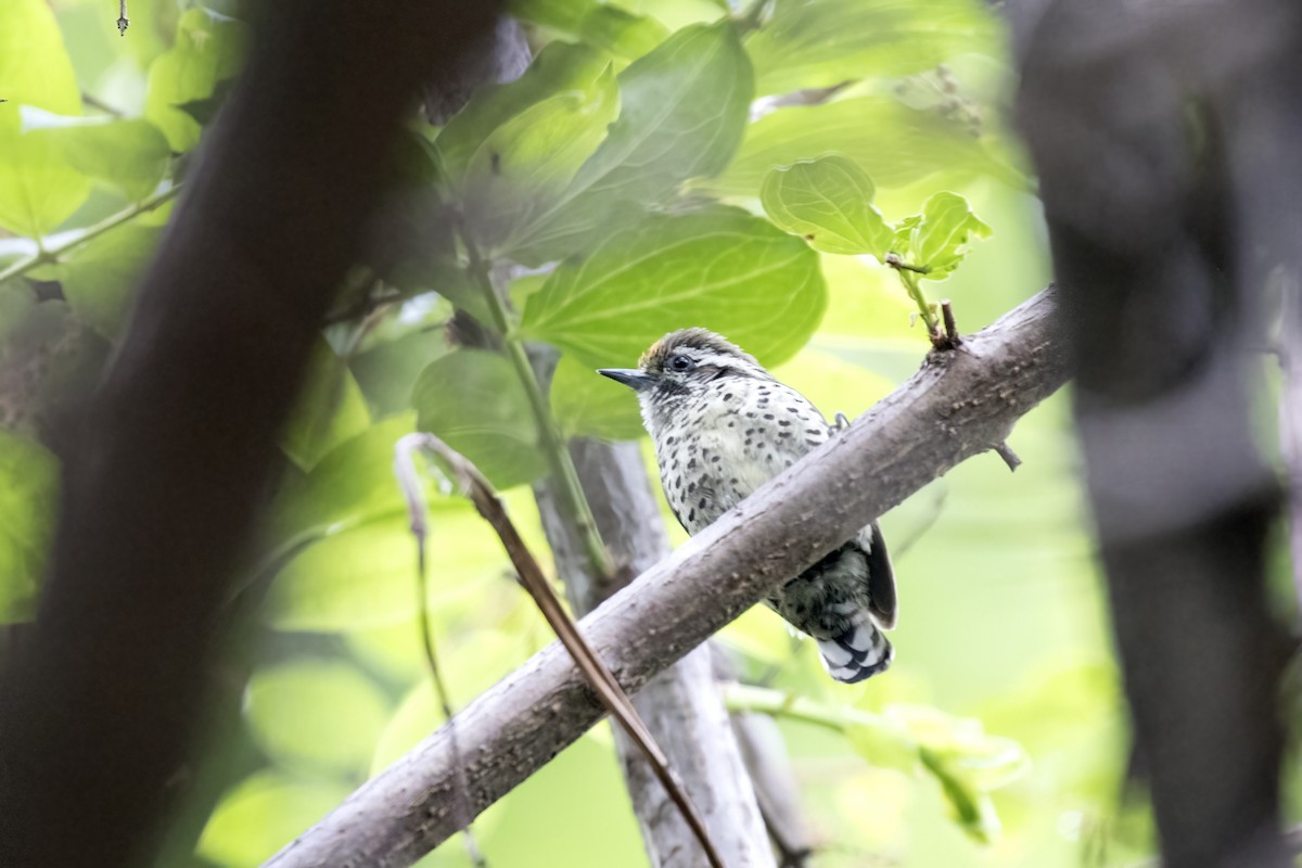 Speckled Piculet - ML619072134