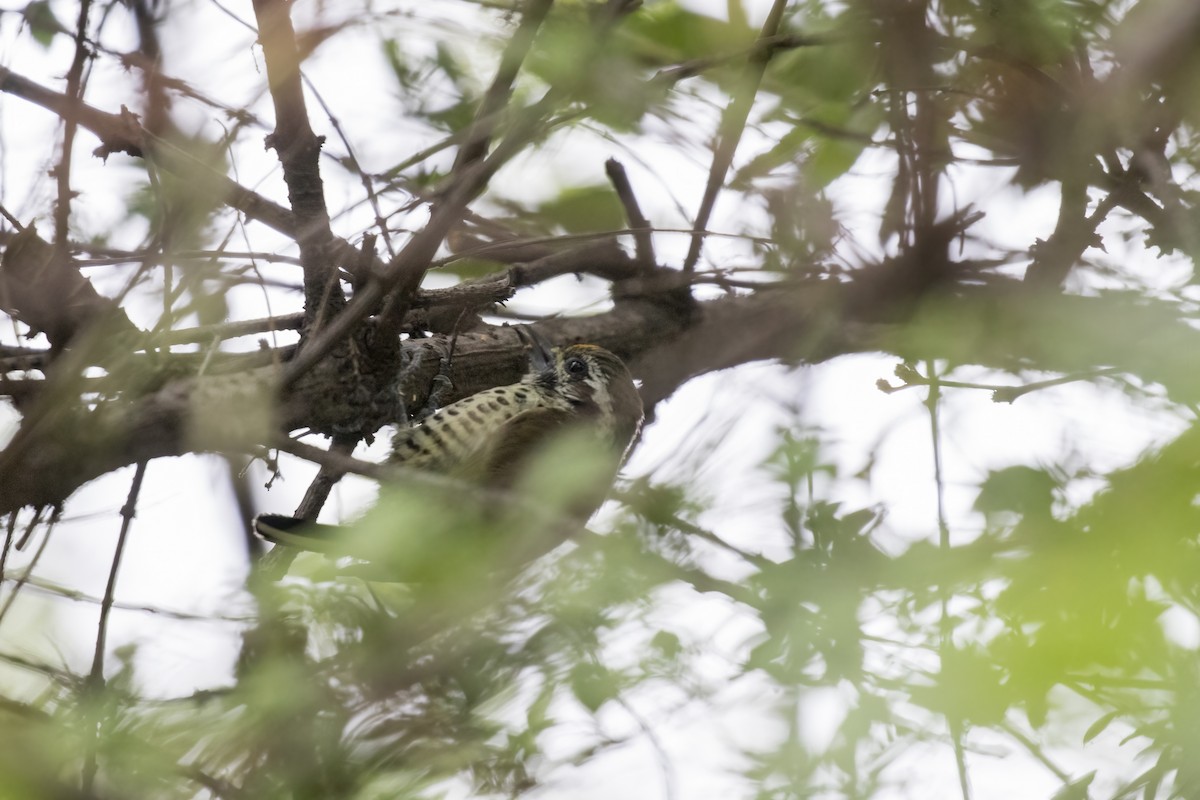 Speckled Piculet - ML619072136