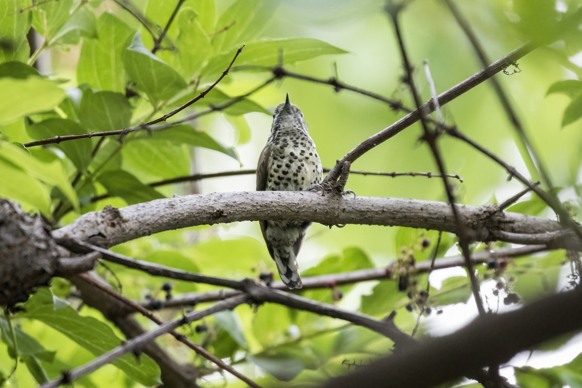 Speckled Piculet - ML619072137