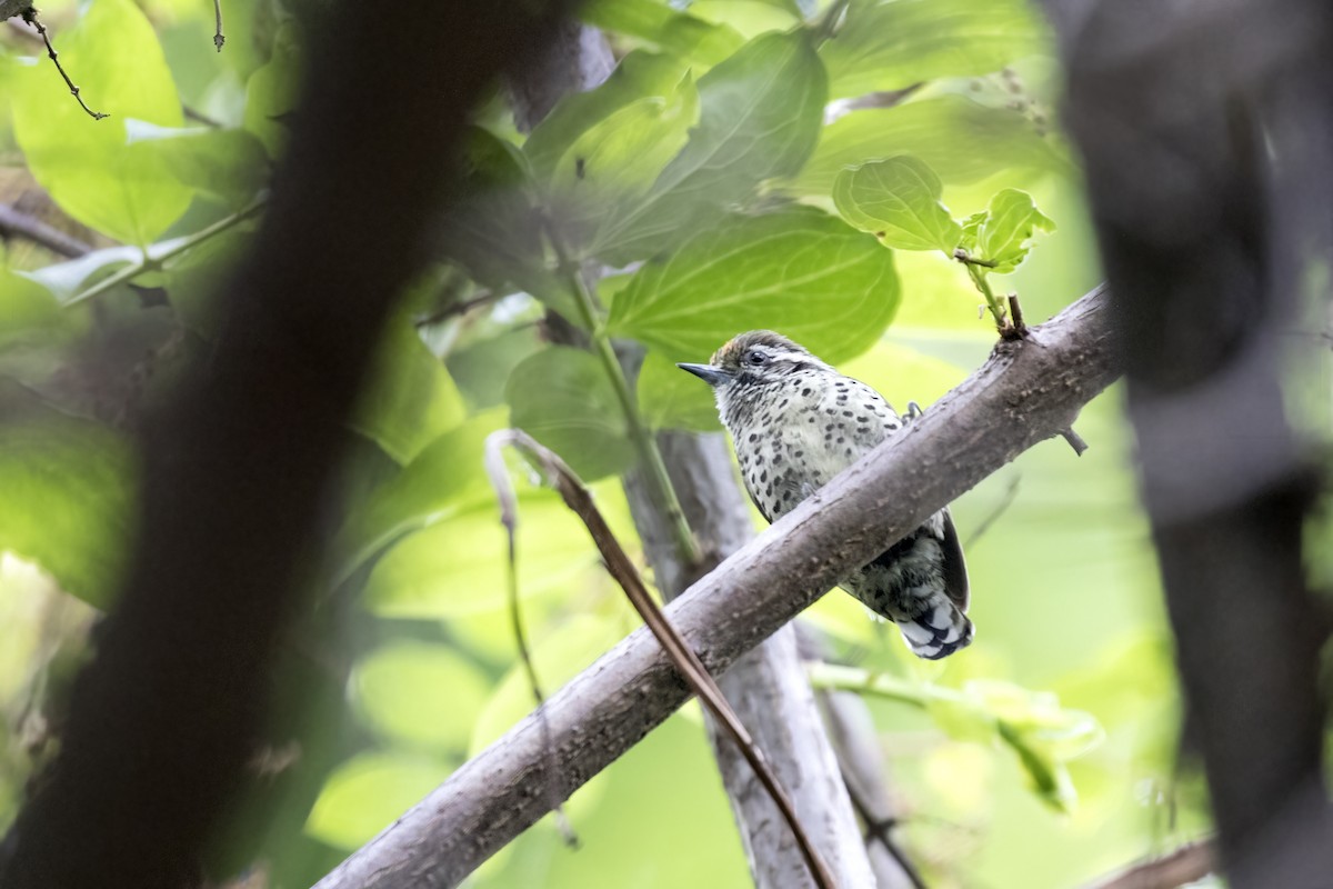 Speckled Piculet - ML619072138