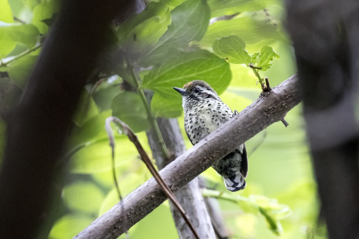 Speckled Piculet - ML619072139