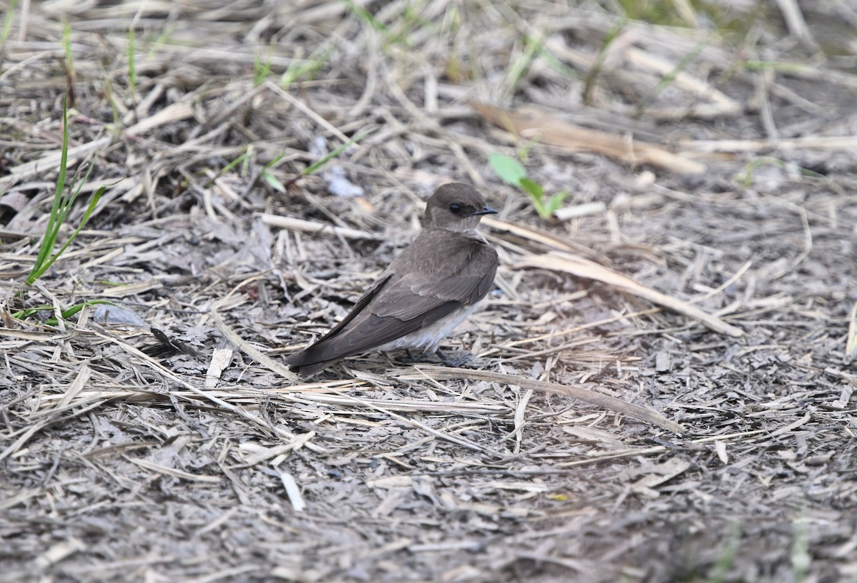 Northern Rough-winged Swallow - ML619072160