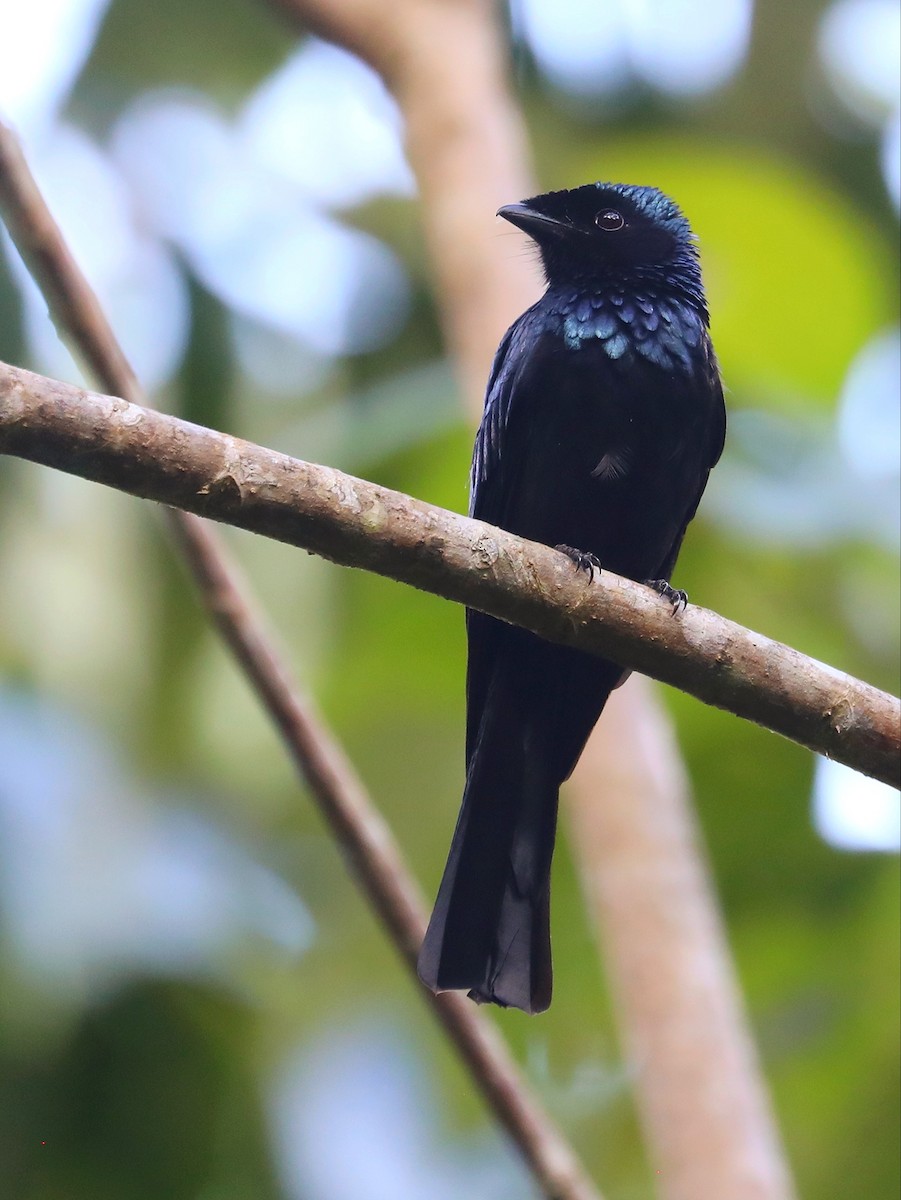 Lesser Racket-tailed Drongo - ML619072183