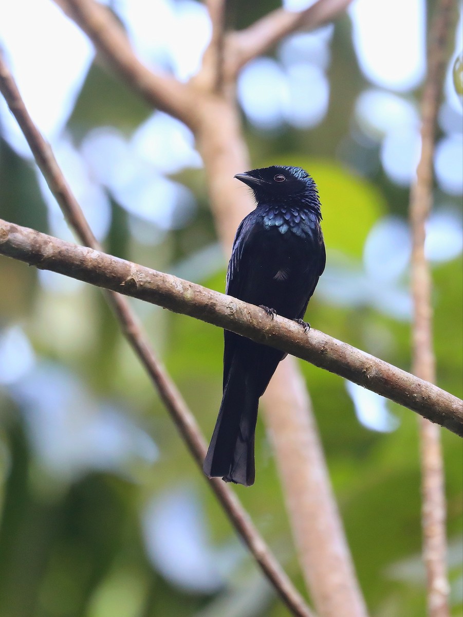 Lesser Racket-tailed Drongo - ML619072185