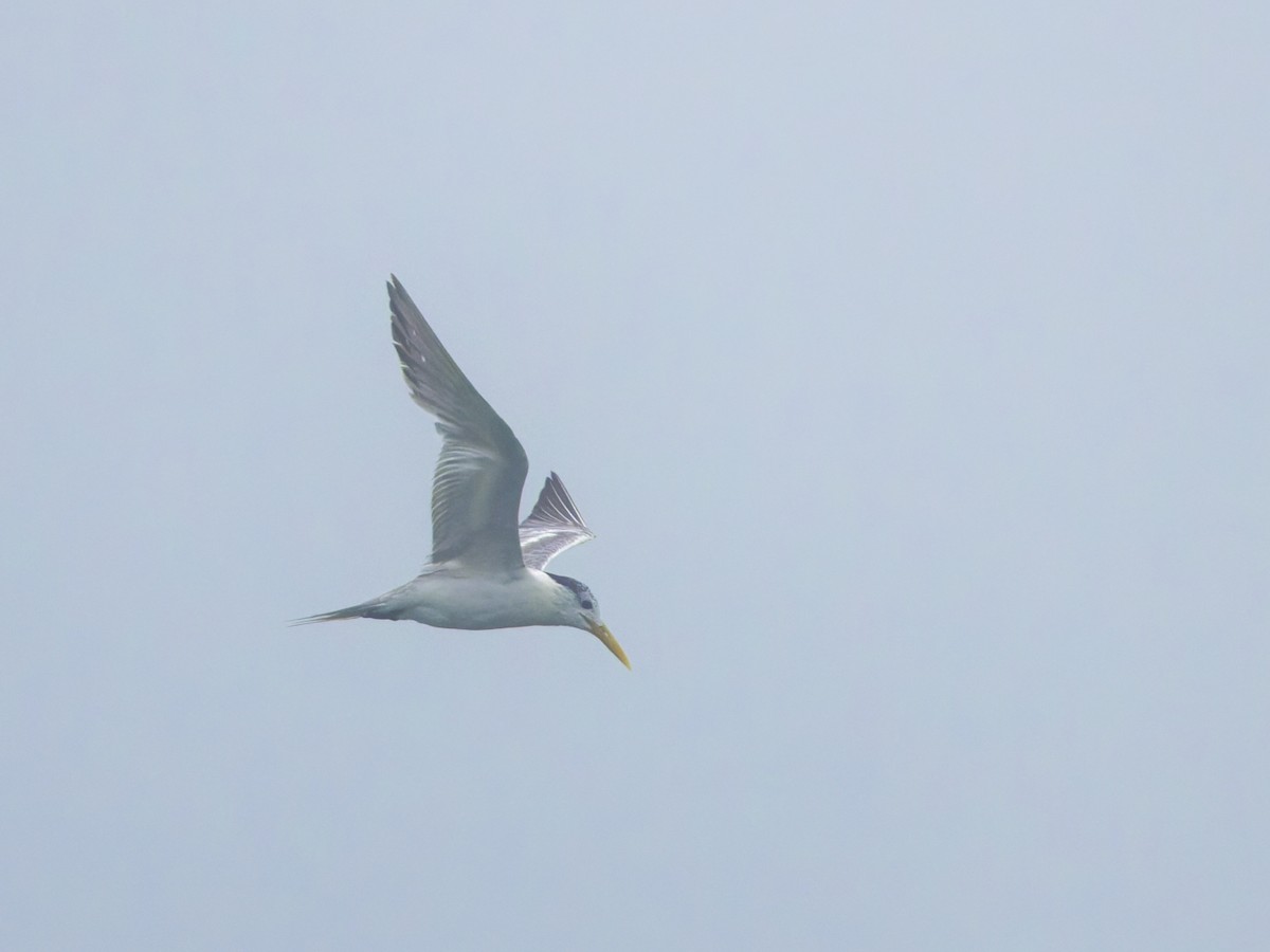 Great Crested Tern - ML619072191