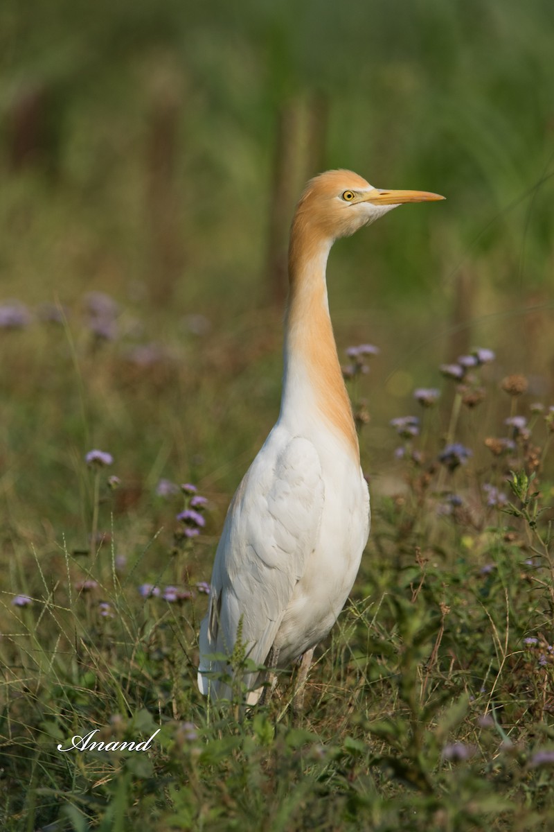 Eastern Cattle Egret - Anand Singh