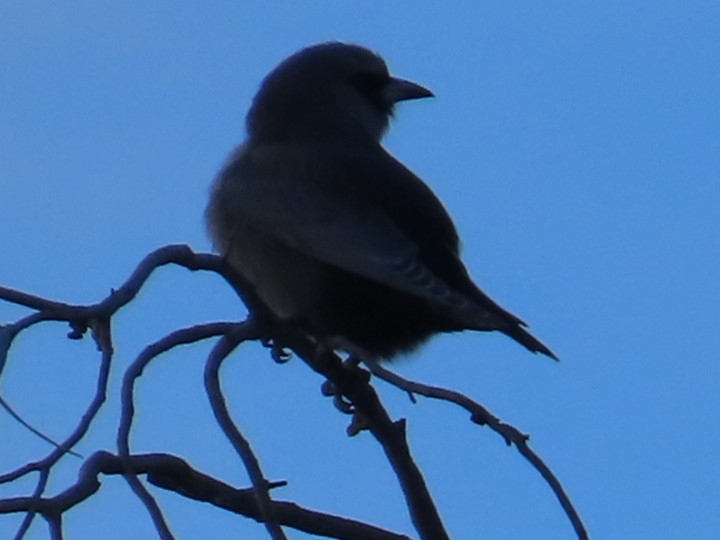 Black-faced Woodswallow - ML619072206
