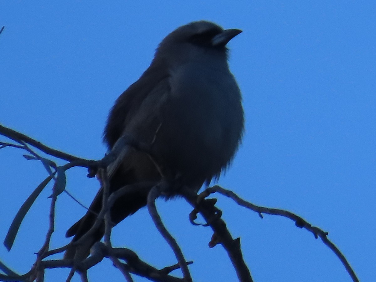 Black-faced Woodswallow - ML619072207
