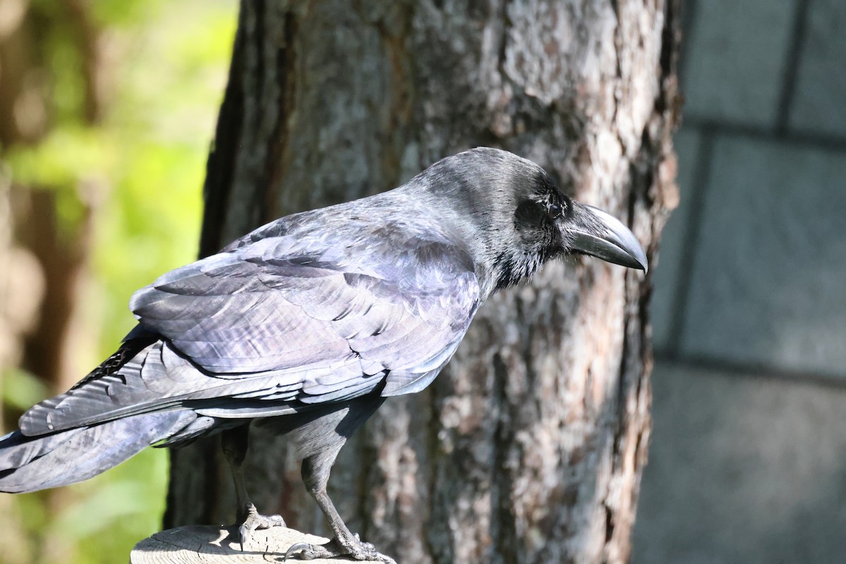 Large-billed Crow - ML619072217
