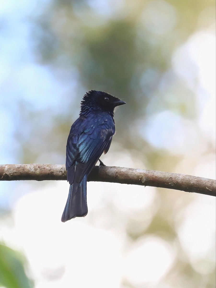 Lesser Racket-tailed Drongo - ML619072237