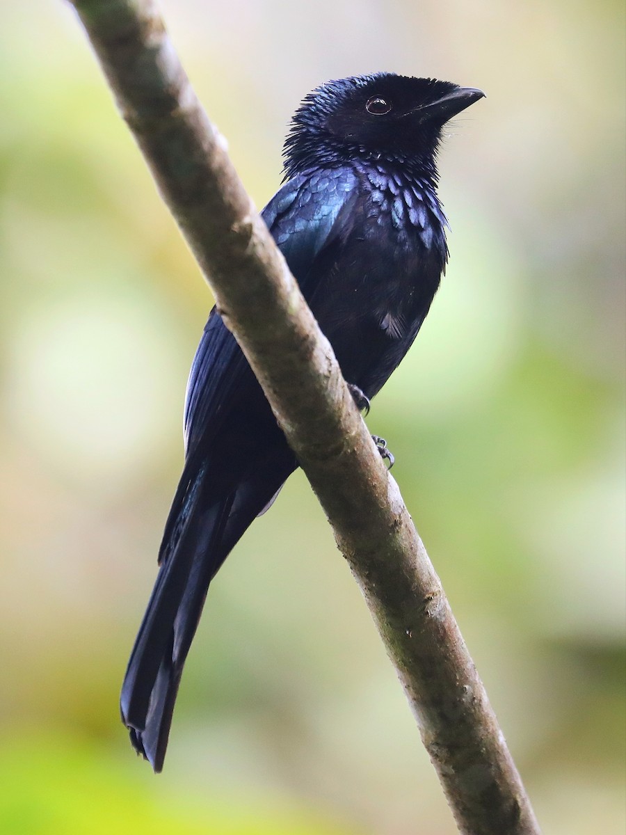 Lesser Racket-tailed Drongo - ML619072238