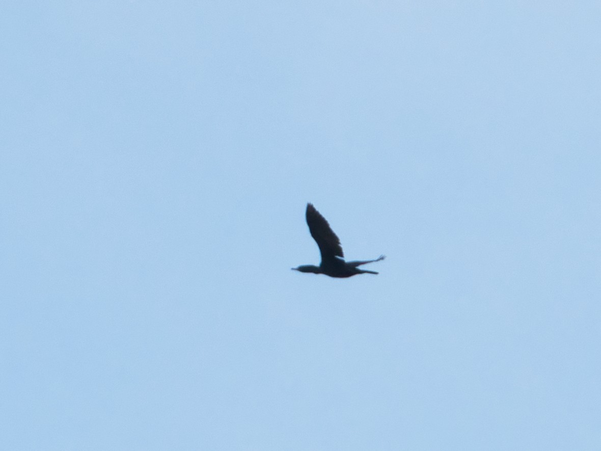 Little Black Cormorant - ML619072361
