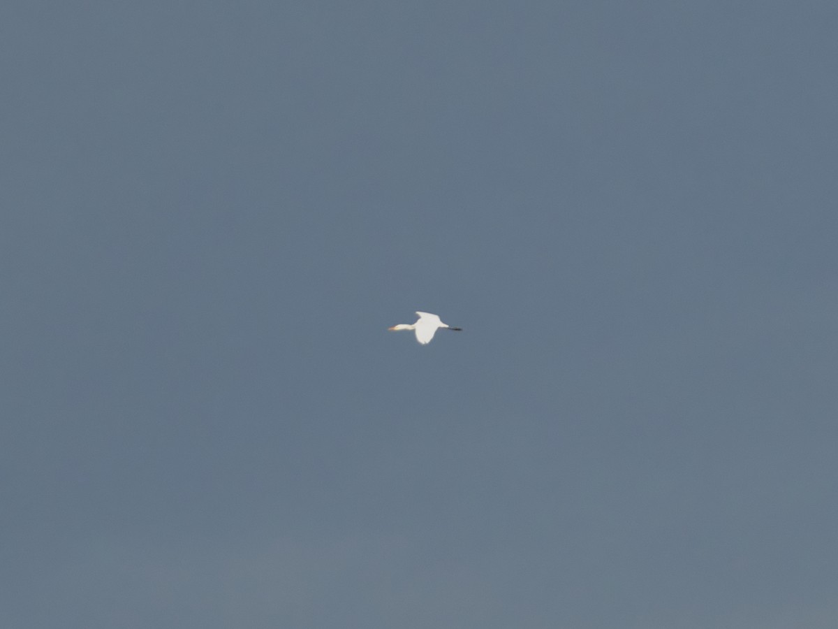 white egret sp. - ML619072376