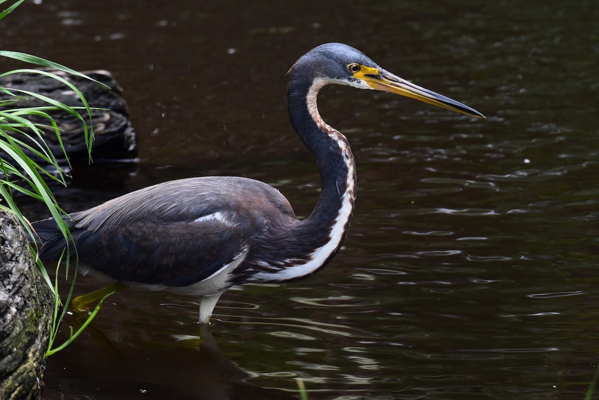 Tricolored Heron - Laura  Wolf