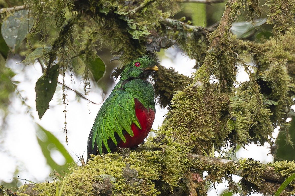 Crested Quetzal - ML619072470