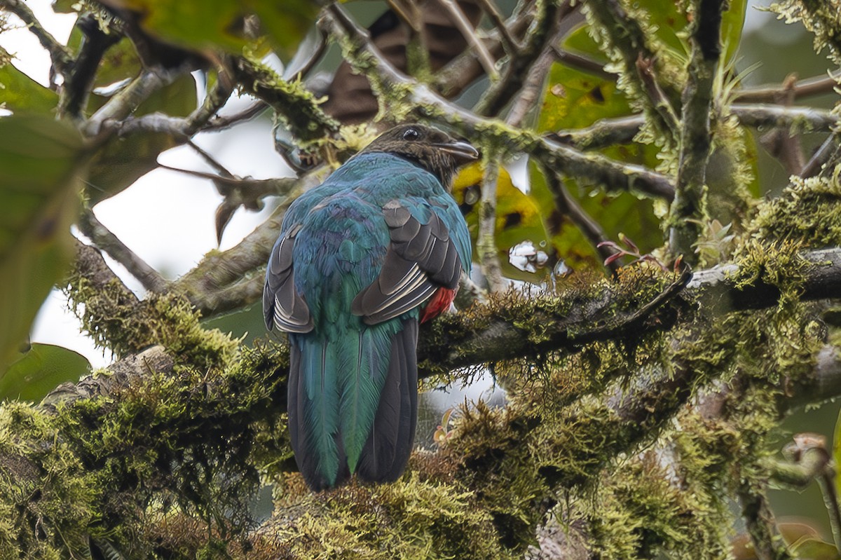 Crested Quetzal - ML619072481