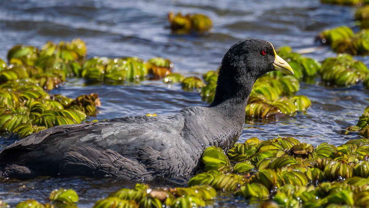 White-winged Coot - ML619072491