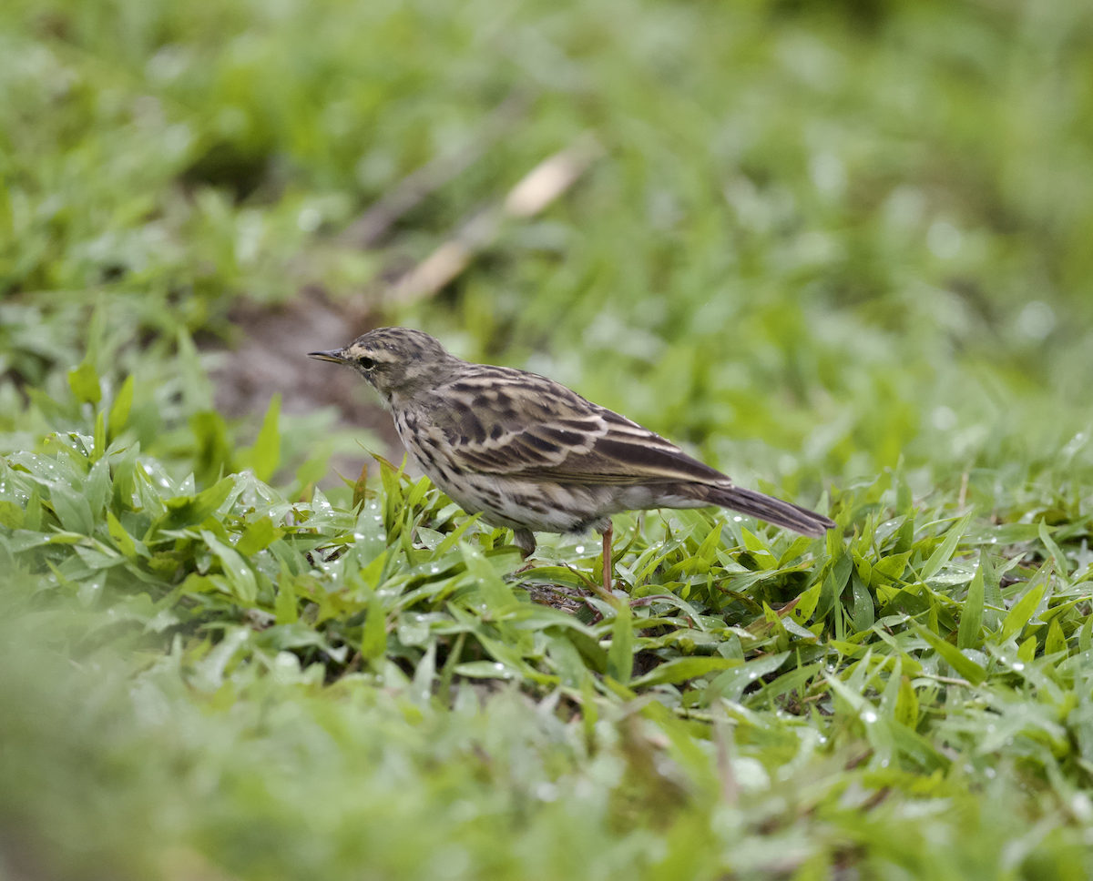Rosy Pipit - ML619072497