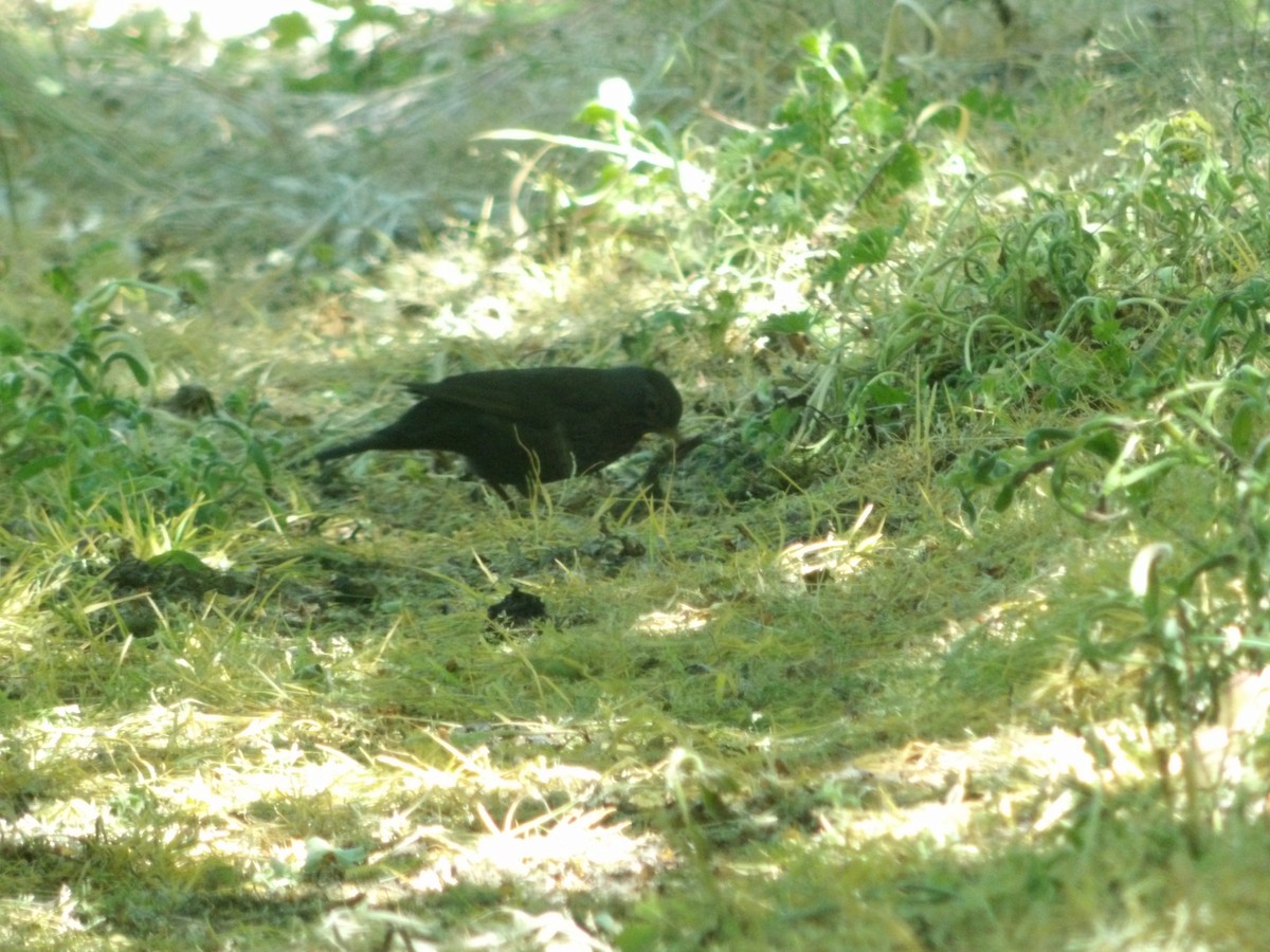 Eurasian Blackbird - ML619072501