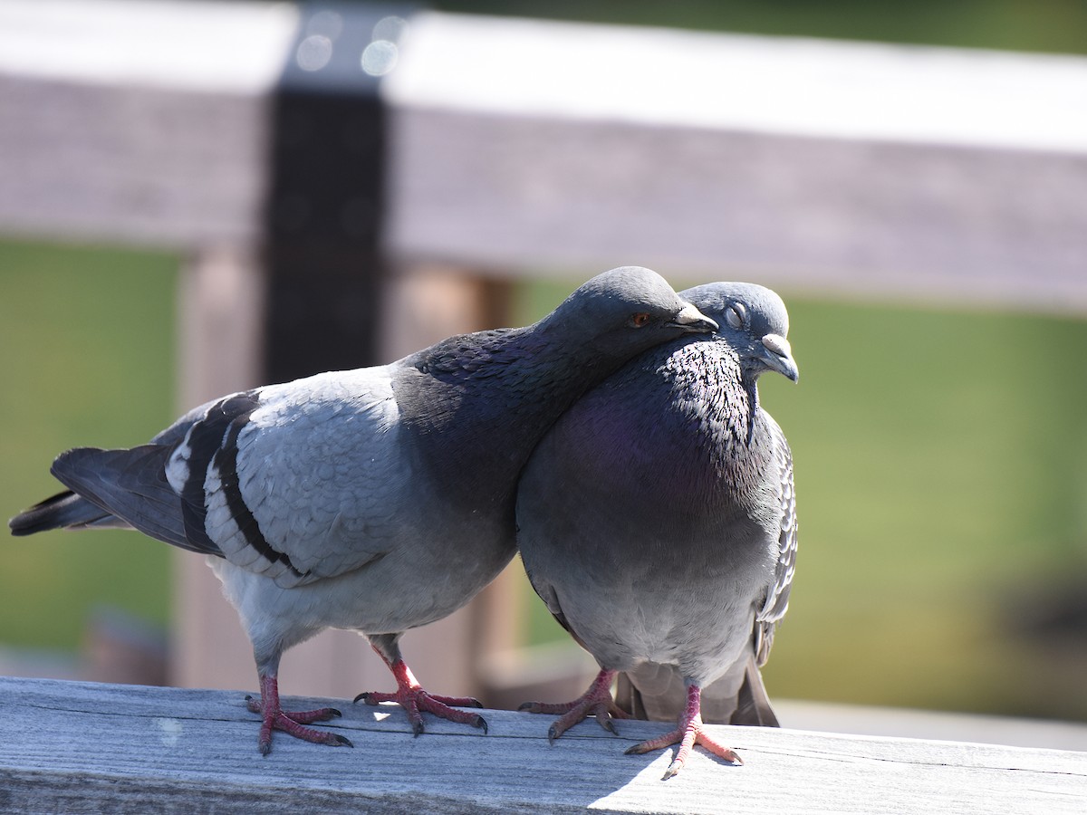 Rock Pigeon (Feral Pigeon) - ML619072531