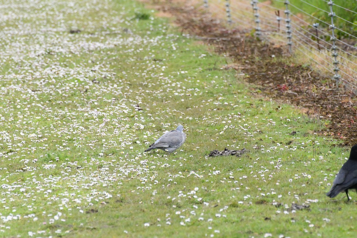 Common Wood-Pigeon (White-necked) - ML619072534