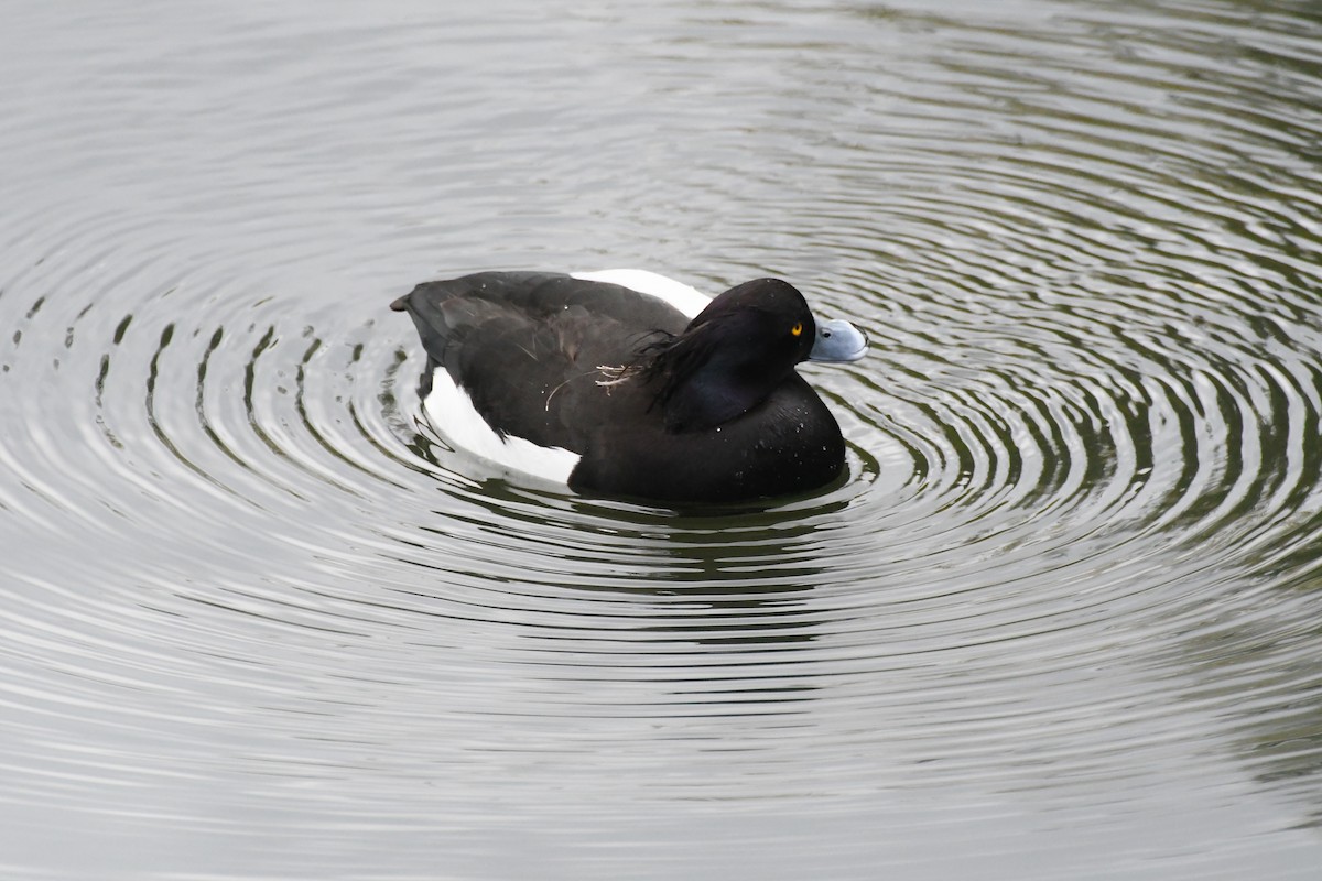 Tufted Duck - Michael Louey