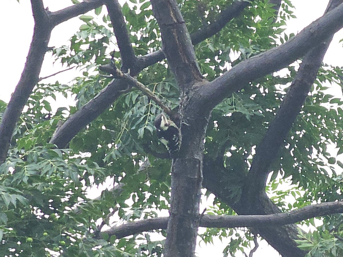 Gray-capped Pygmy Woodpecker - ML619072812