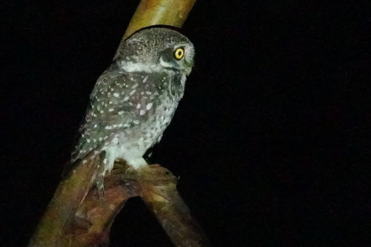 Spotted Owlet - ML619072815