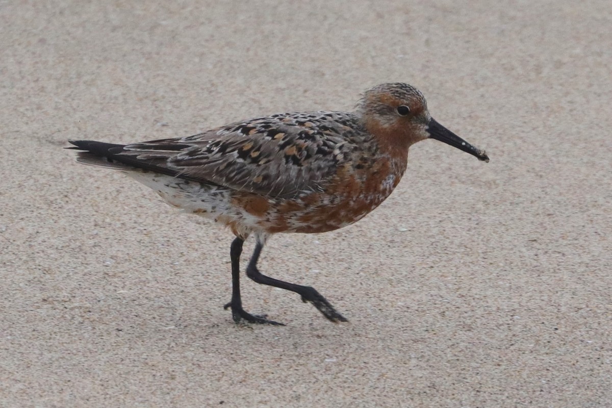 Red Knot - ML619072855
