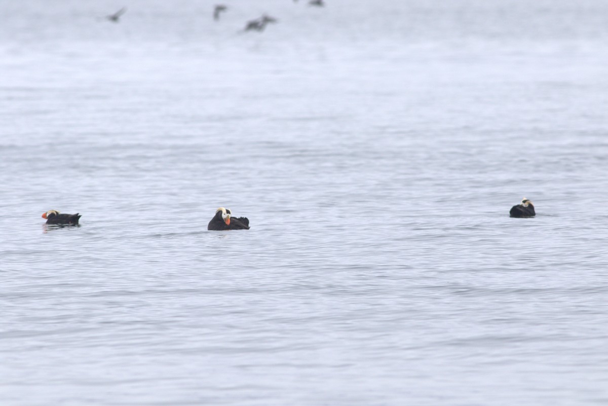Tufted Puffin - ML619072876