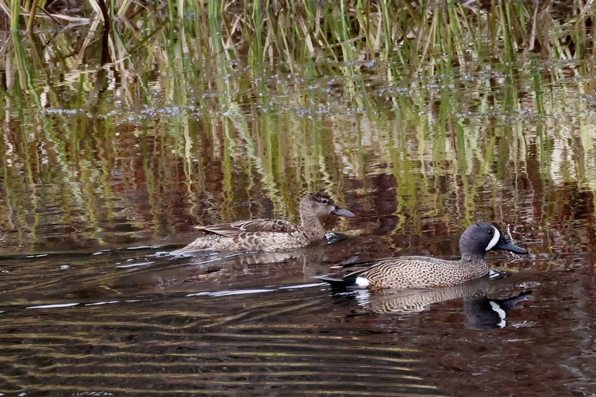 Blue-winged Teal - ML619072882