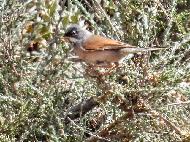 Spectacled Warbler - ML619072905